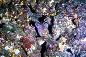 Murena (Muraena helena)