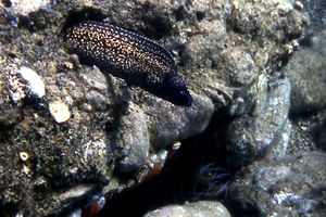 Murena (Muraena helena)