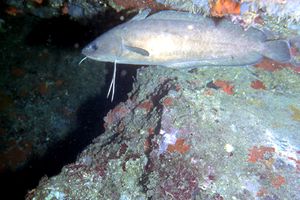 Musdea bianca (Phycis phycis)