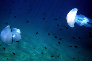 Polmone di mare (Rhizostoma pulmo)