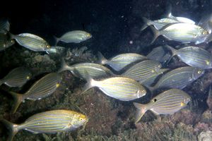 Salpa (Sarpa salpa)