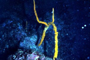 Spugna (Axinella polypoides)