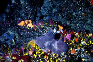 Spugna patata (Chondrosia reniformis)