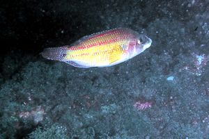 Tordo pavone (Symphodus tinca)