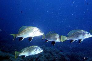 Corvina (Sciaena umbra)