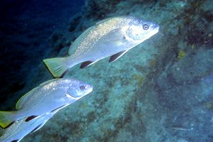 Corvina (Sciaena umbra)