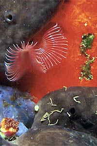 Serpula (Serpula vermicularis)