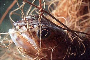 Pesce lucertola (Synodus n.d.)