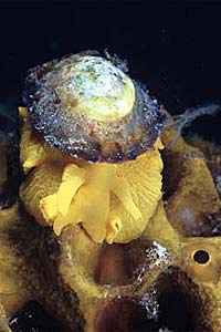 Tylodina perversa (Tylodina perversa)