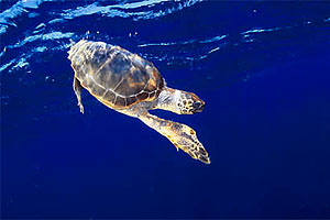 Caretta (Caretta caretta)