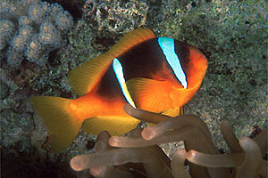 Pesce pagliaccio (Amphiprion bicinctus)