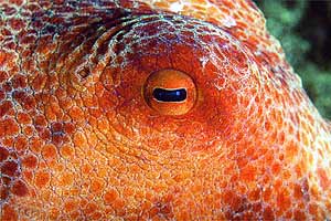 Polpo comune (Octopus vulgaris)