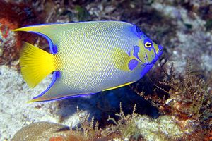 Pesce angelo regina (Holacanthus ciliaris)