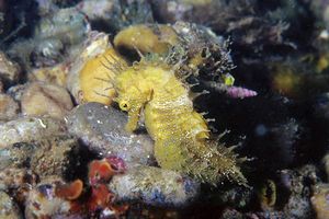 Cavalluccio marino (Hippocampus guttulatus)