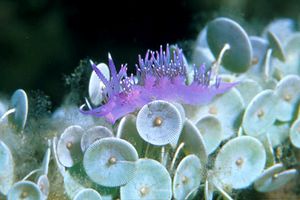 Flabellina rosa (Flabellina affinis)