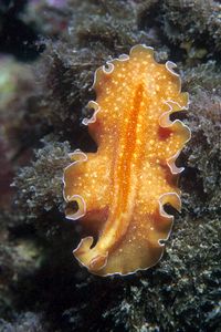 Platelminta (Yungia aurantiaca)