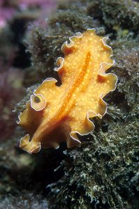 Platelminta (Yungia aurantiaca)