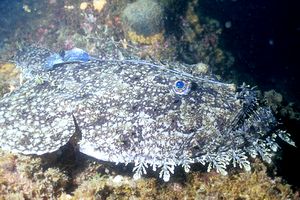 Rana pescatrice (Lophius piscatorius)