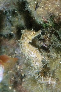 Cavalluccio marino (Hippocampus guttulatus)