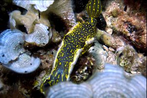 Doride dipinto (Hypselodoris picta)