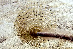 Spirografo (Sabella spallanzanii)