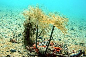 Spirografo (Sabella spallanzanii)