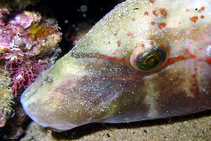 Tordo pavone (Symphodus tinca)