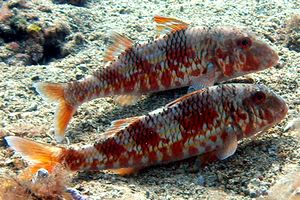 Triglia di scoglio (Mullus surmuletus)