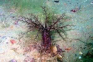 Oloturia (Cucumaria planci)