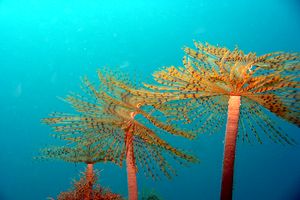 Spirografo (Sabella spallanzanii)