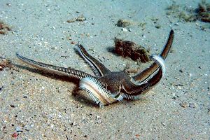 Stella pettine bruna (Astropecten bispinosus)