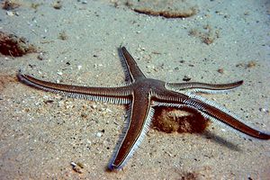 Stella pettine bruna (Astropecten bispinosus)