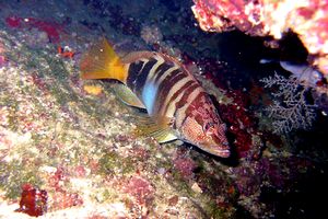 Sciarrano (Serranus scriba)