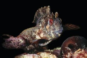 Bavosa ruggine (Parablennius gattorugine)