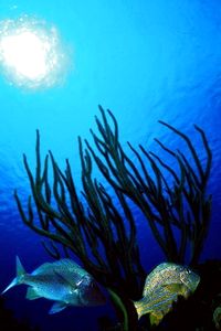 Grugnitore (Lutjanus apodus)