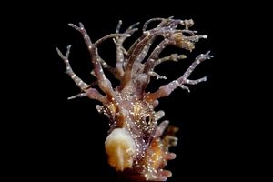 Cavalluccio marino (Hippocampus guttulatus)