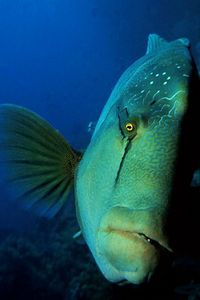 Pesce napoleone (Cheilinus undulatus)