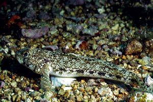 Ghiozzo geniporo (Gobius geniporus)