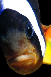Pesce pagliaccio (Amphiprion bicinctus)