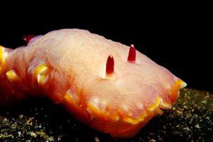 Cromodoride porpora (Chromodoris purpurea)