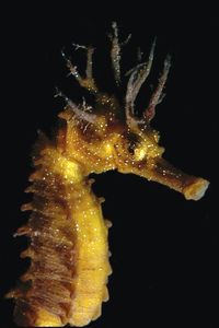 Cavalluccio marino (Hippocampus guttulatus)