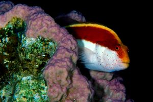 Pesce falco (Paracirrhites forsteri)