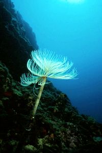 Spirografo (Sabella spallanzanii)