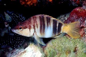 Sciarrano (Serranus scriba)