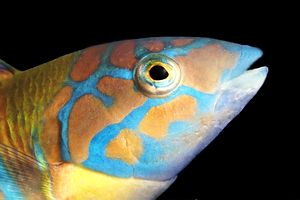 Donzella pavonina (Thalassoma pavo)