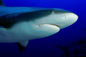 Squalo del reef caraibico (Carcharhinus perezi)