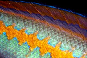 Donzella (Coris julis)