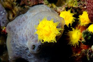 Spugna incrostante blu (Phorbas tenacior)