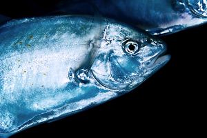 Carango dorato (Carangoides bajad)