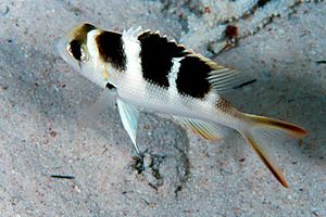 Letrinide dagli occhi grandi (Monotaxis grandoculis)